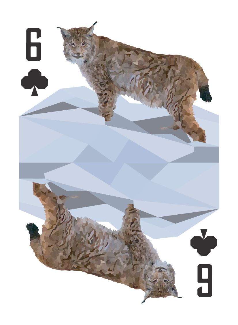 North American Animals