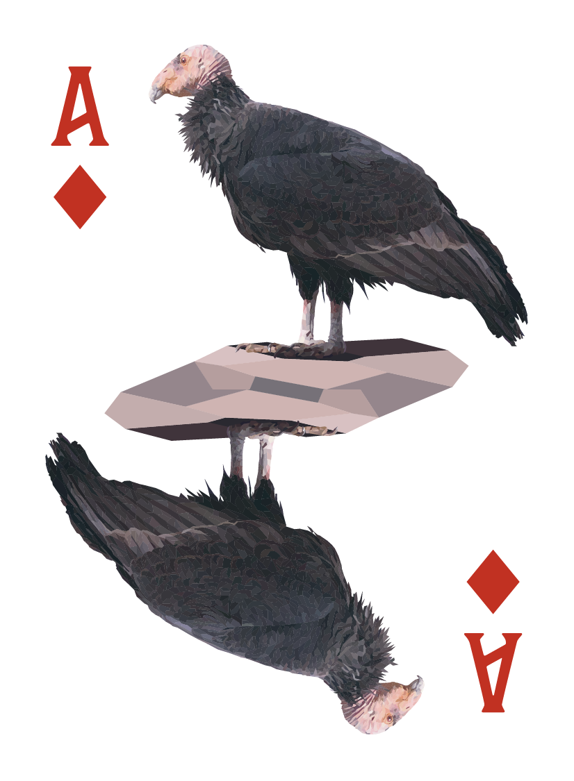North American Animals