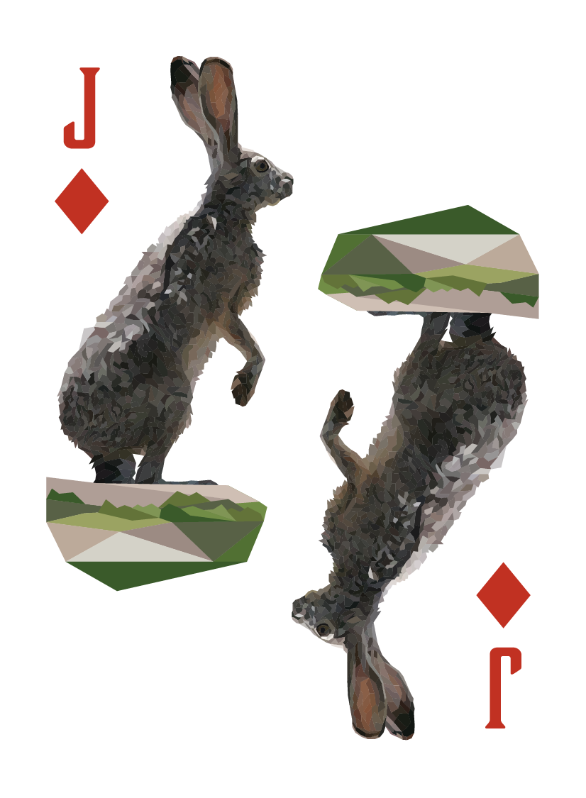 North American Animals