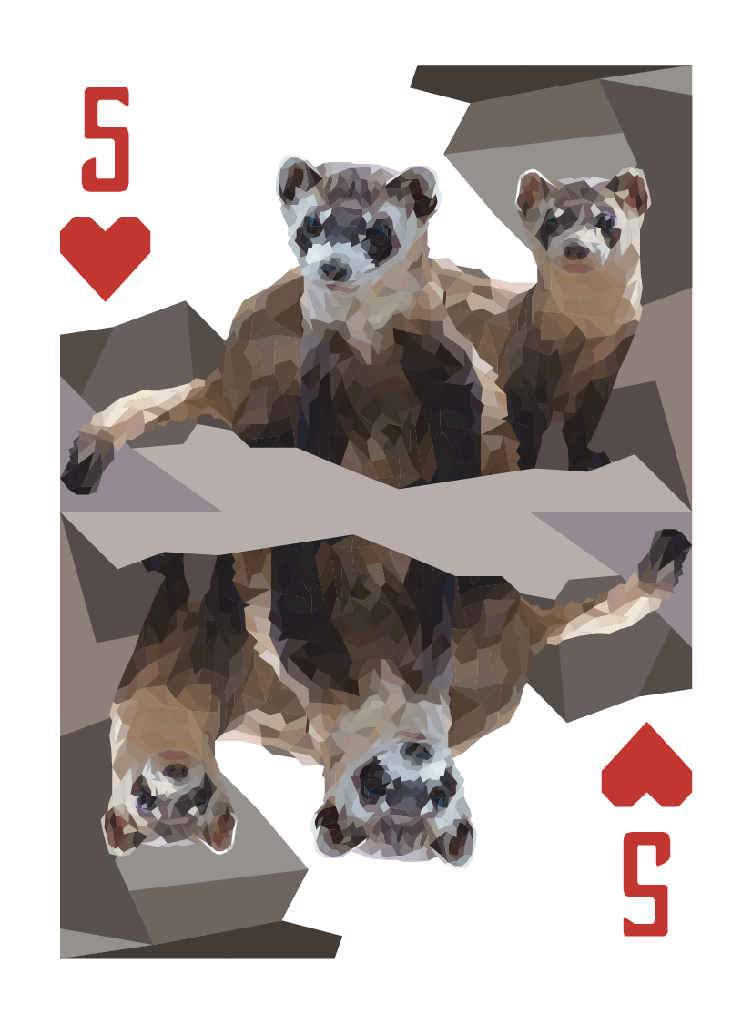 North American Animals