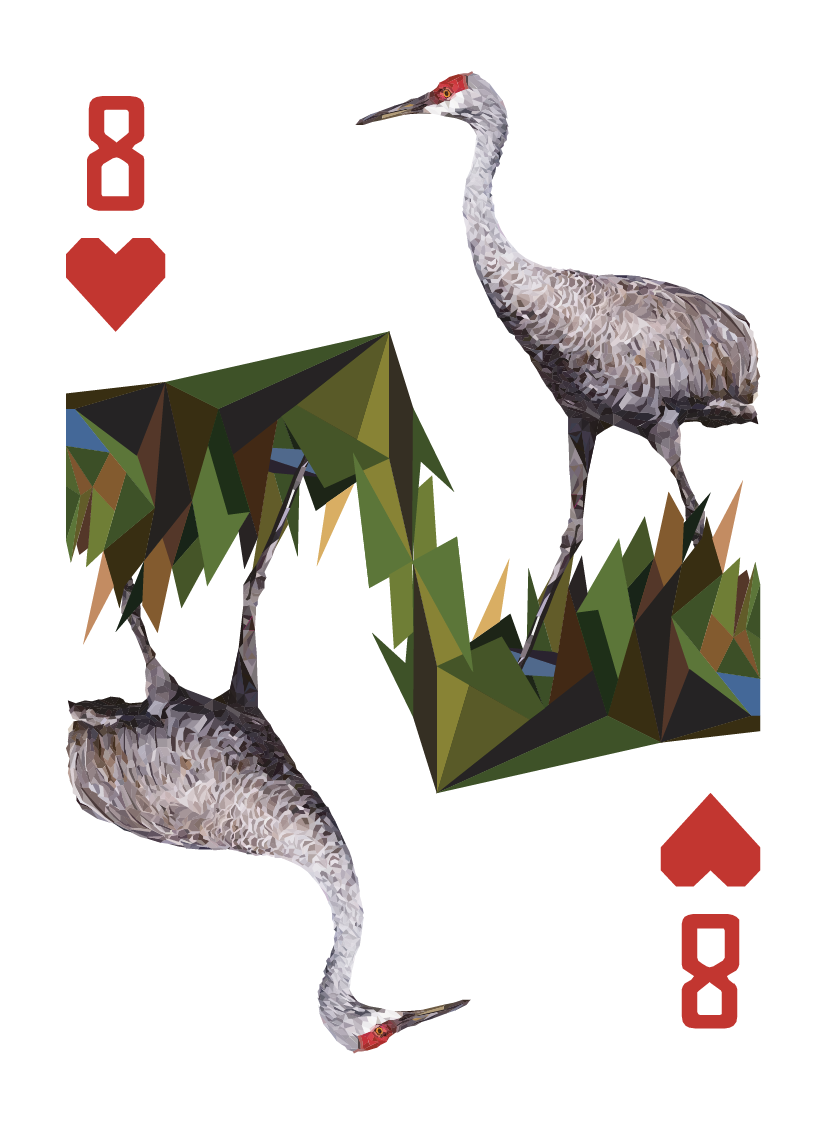 North American Animals
