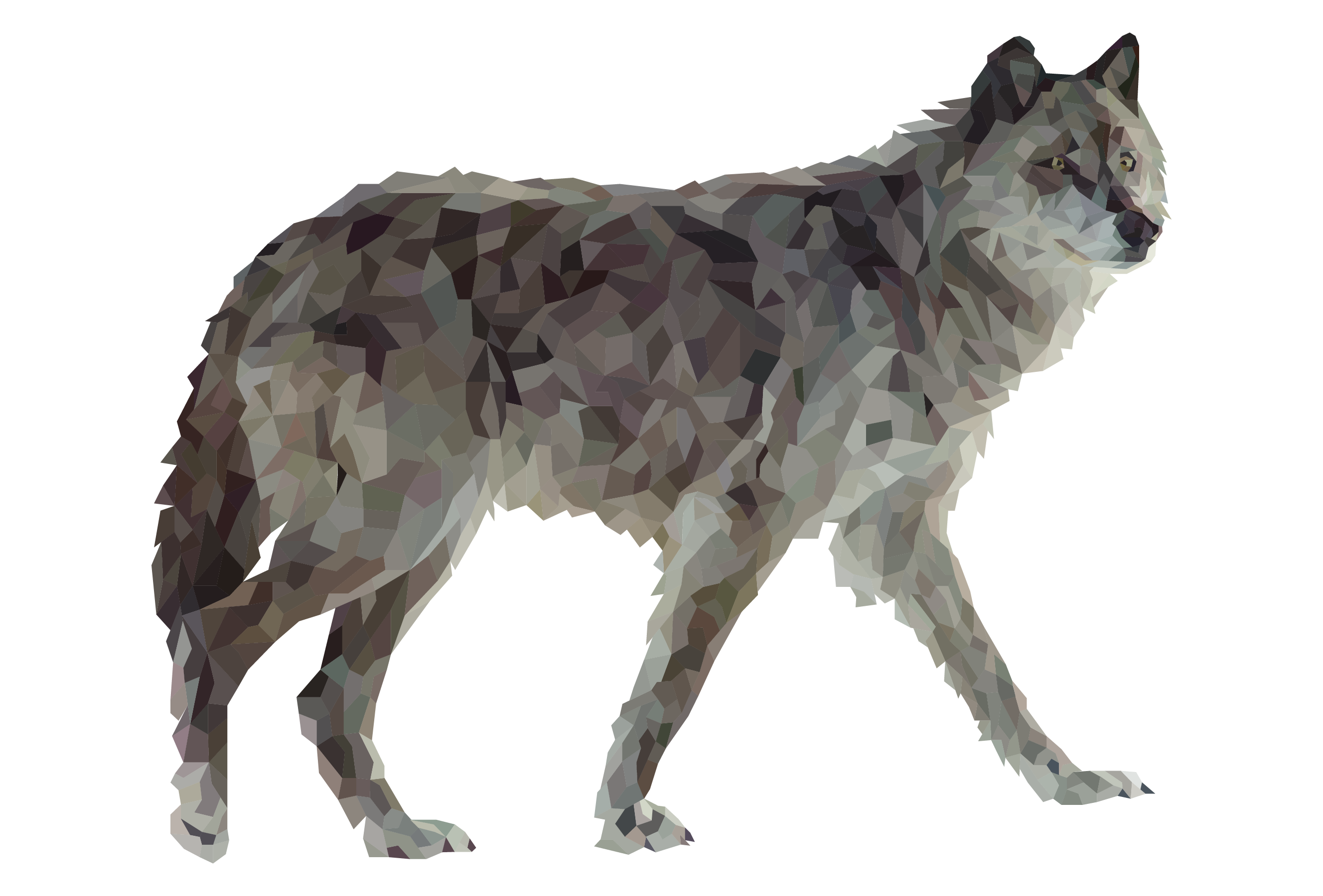 Gray Wolf