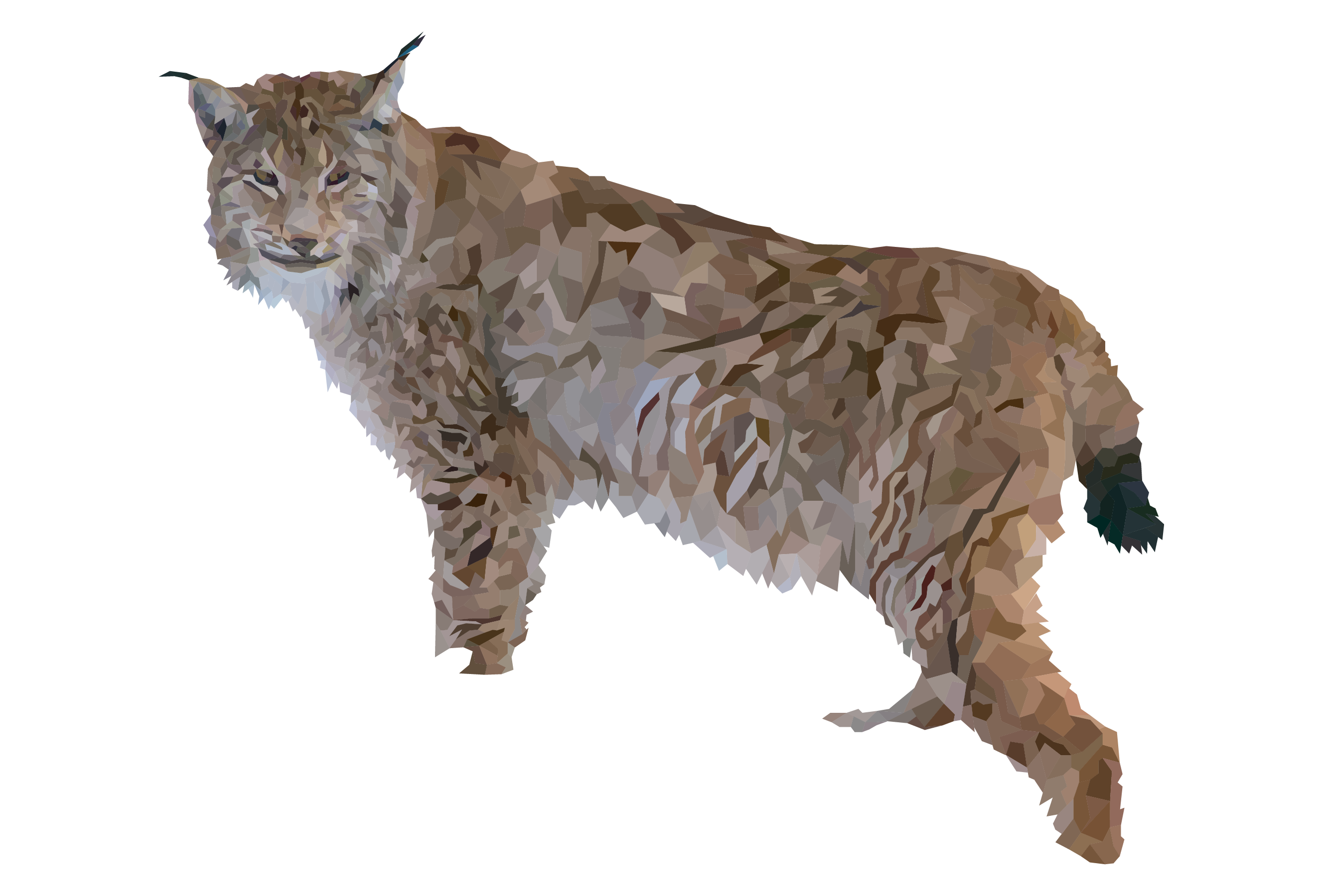 Bobcat
