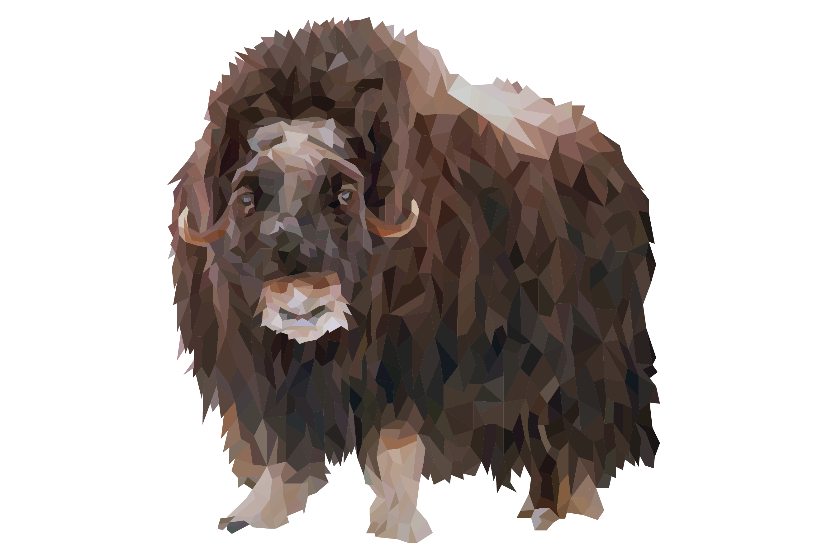 Muskox