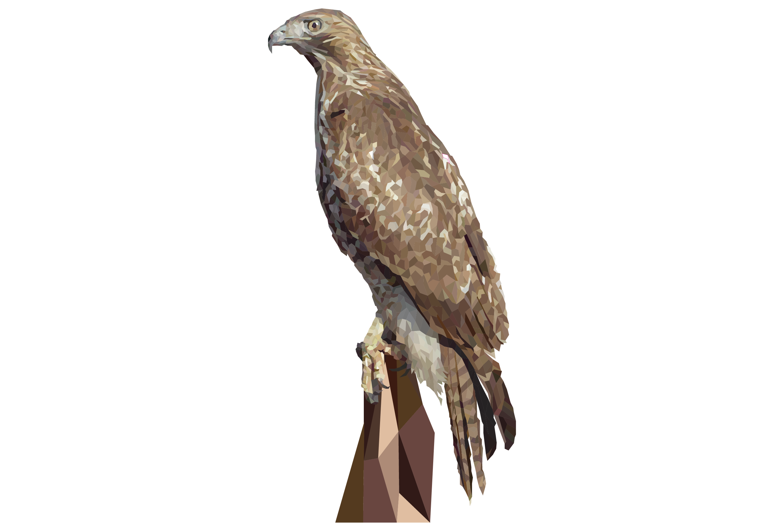 Red-Tailed Hawk