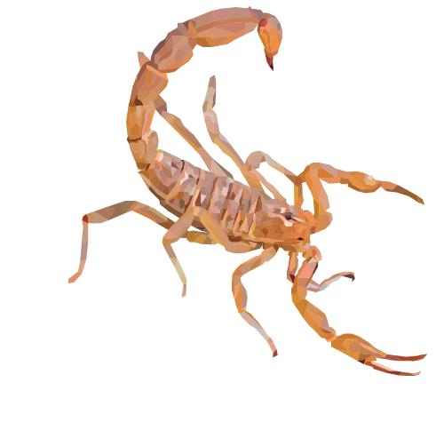 Arizona Bark Scorpion