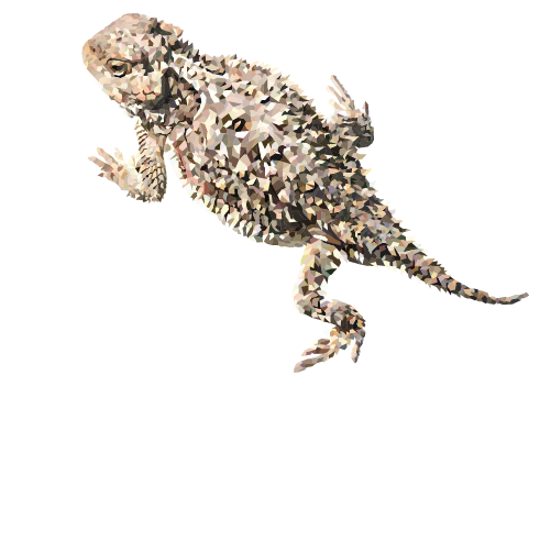 Desert Horned Lizard