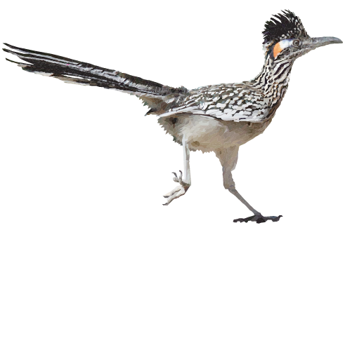 Greater Roadrunner
