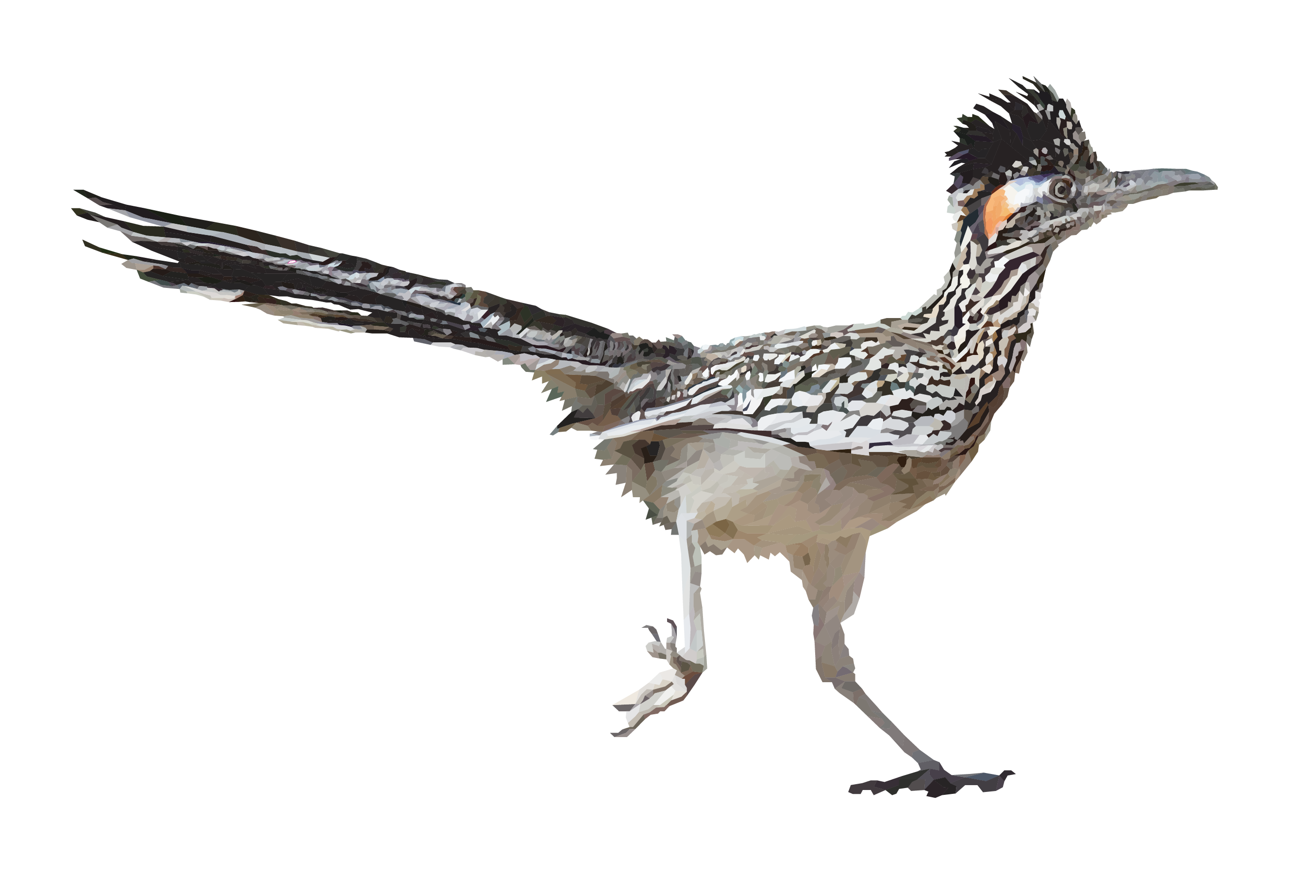 Greater Roadrunner