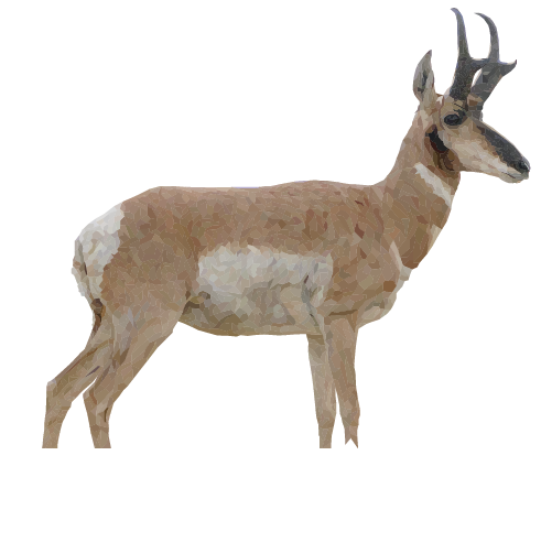 Pronghorn