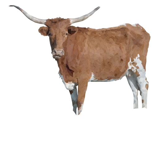 Texas Longhorn