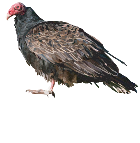 Turkey Vulture