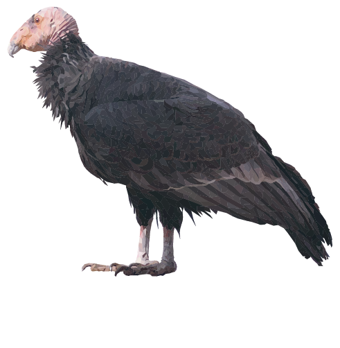 California Condor