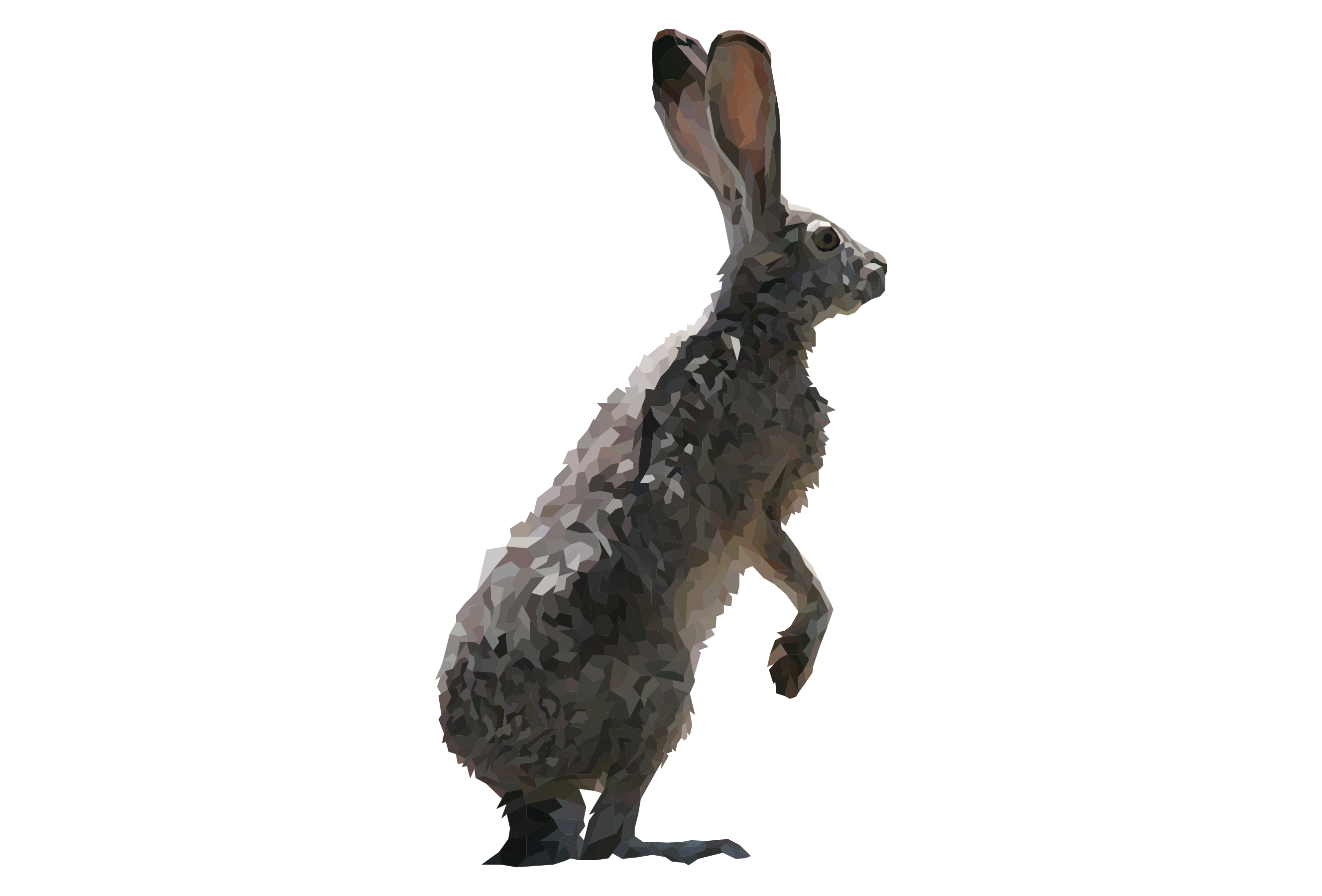 Jackrabbit