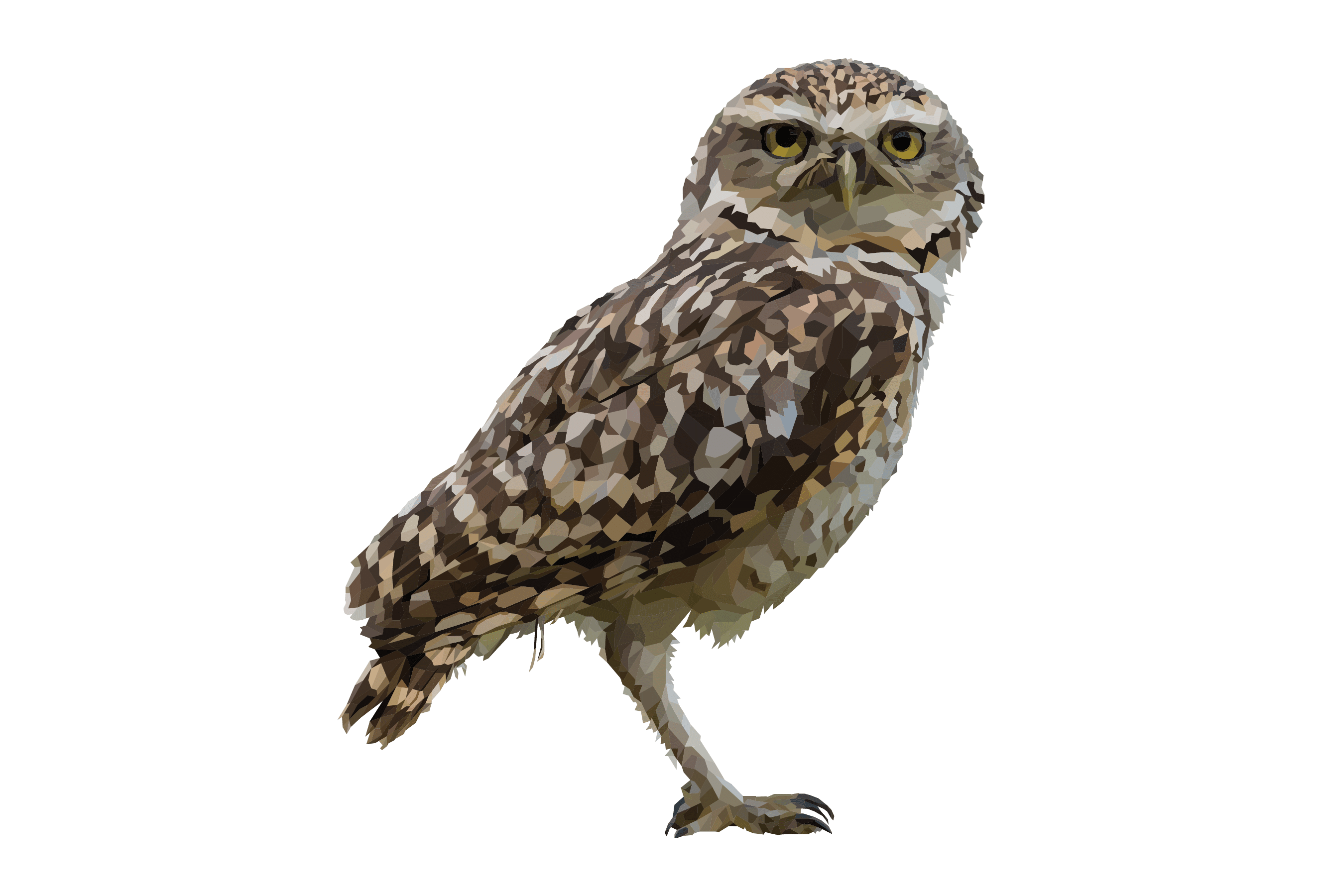 Burrowing Owl
