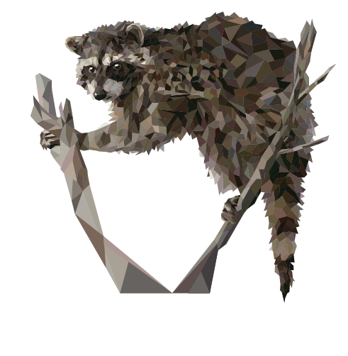 Raccoon