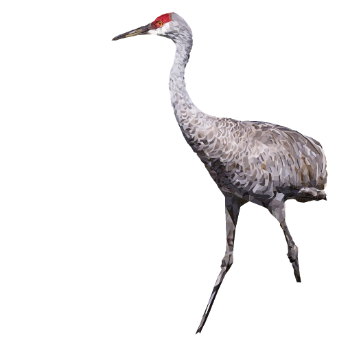 Sandhill Crane