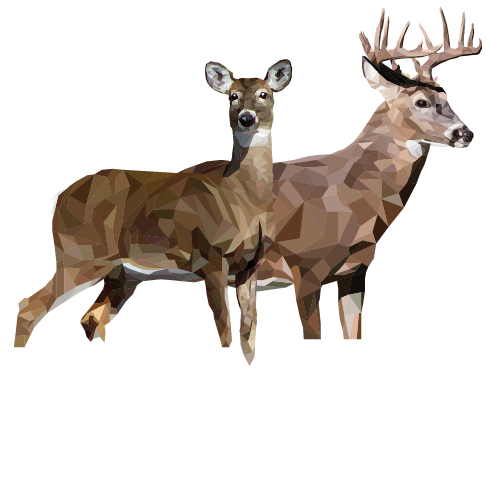 White-Tailed Deer