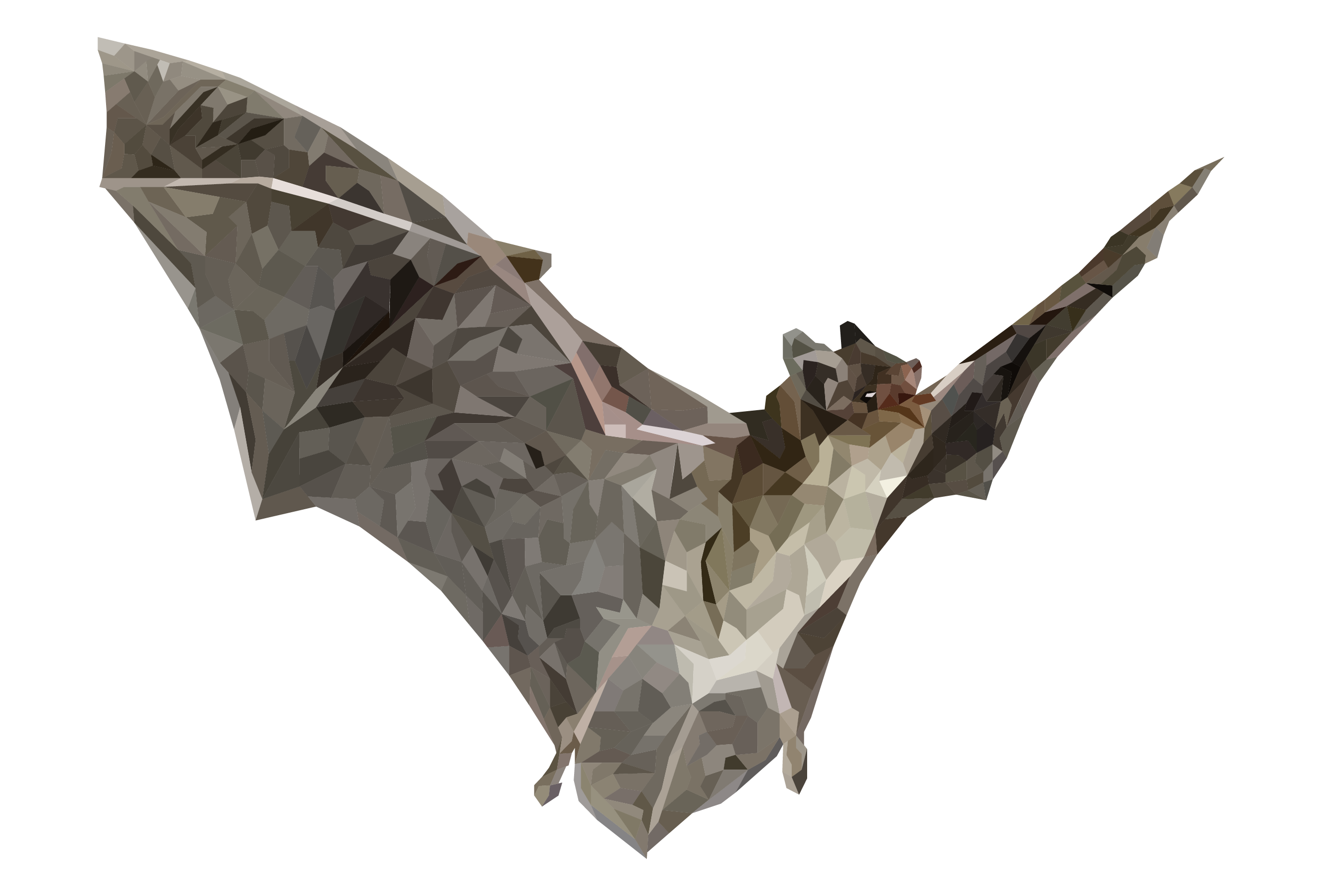 Little Brown Bat
